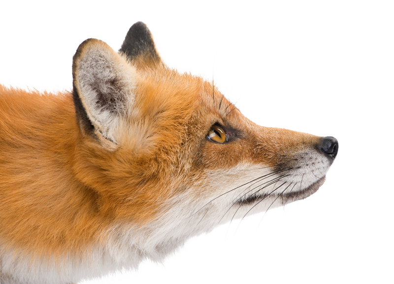 Fuchs Footer