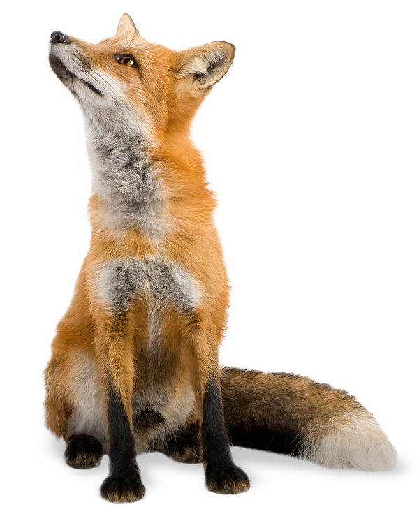 Fuchs